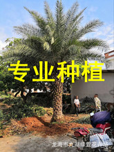 桿高3米 自然高度5.5米-6米中東海棗 銀海棗 海棗樹行道樹風景樹
