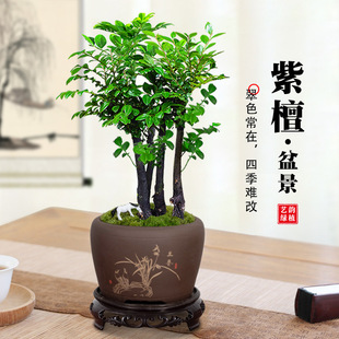 Small-Leaf Red Sandalwood Bonsai Plant Sapling Potted Office Desktop Indoor Flower Green Plant Easy to Maintain Zen Ornaments