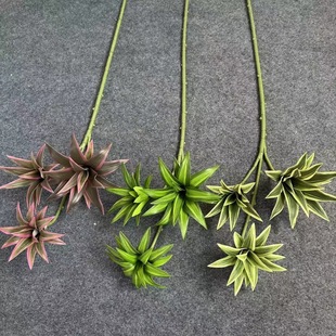 3�^��߅�ٺ��� ���滨����Gֲɭϵ�~�ӻ�c��Y�bҾ�ܛ�b�쾰