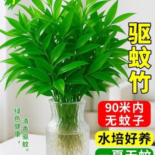 ������ˮ��ֲ�����Ԙ���͏d�����Ϙ��k���҃ȾGֲ����ˮ�B����