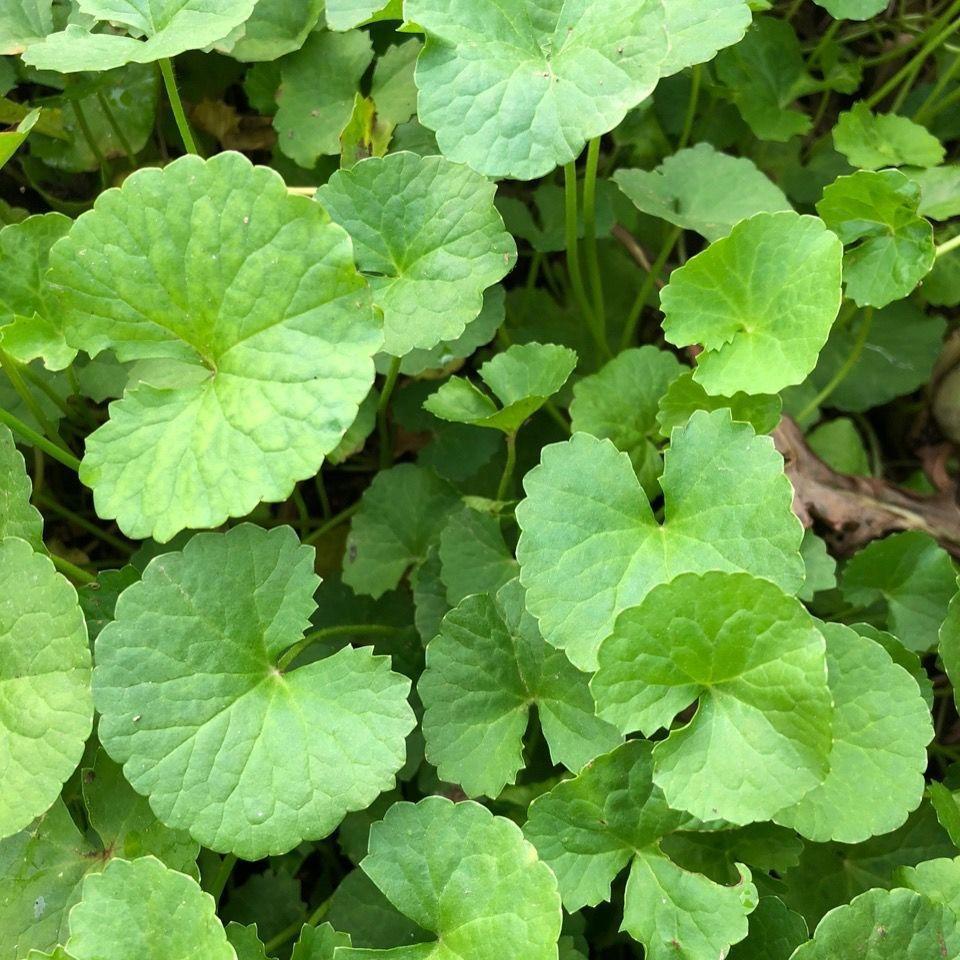 Dried Centella Herb Ji Xue Cao 500g Sliced Gotu Kola Botanical for Tea and Decoction in use