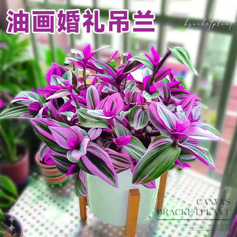 Картина маслом свадебная подвесная орхидея бонсай старый сучок гидропонный рассада суккулент комнатный балкон цветок зеленое растение фиолетовая орхидея.