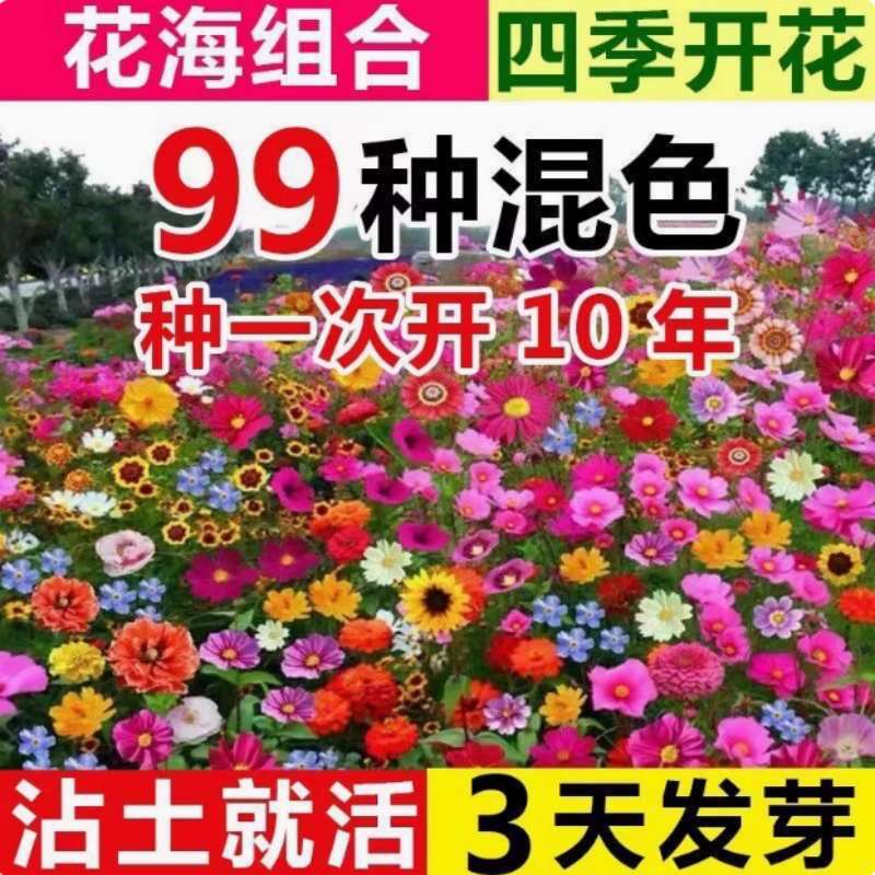 Cold-Resistant Perennial Dwarf Wildflower Mix Cosmos Seeds Easy to Grow All Seasons Gerbera Seeds Courtyard Outdoor Zinnia Cold-Resistant Perennial Dwarf Wildflower Mix Cosmos Seeds Easy to Grow All Seasons Gerbera Seeds Courtyard Outdoor Zinnia