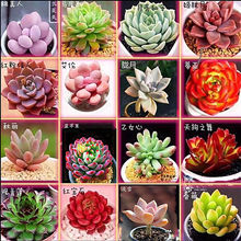 原始花月夜 原始花月夜品牌 图片 价格 原始花月夜批发 阿里巴巴 原始花月夜 原始花月夜品牌 图片 价格 原始花月夜批发 阿里巴巴