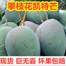 四川攀枝花青皮凯特芒果新鲜水果当季整箱特大凯特芒鲜果大芒果
