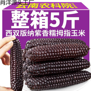 ��ɫĴָ������������p��{��ָ��ŴС������ռ�ʳ���r���װ�