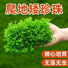 ���ذ�����o����ſ������С��ˮ��ֲ���~���쾰��ˮˮ���������