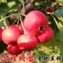 山楂山里红树苗
