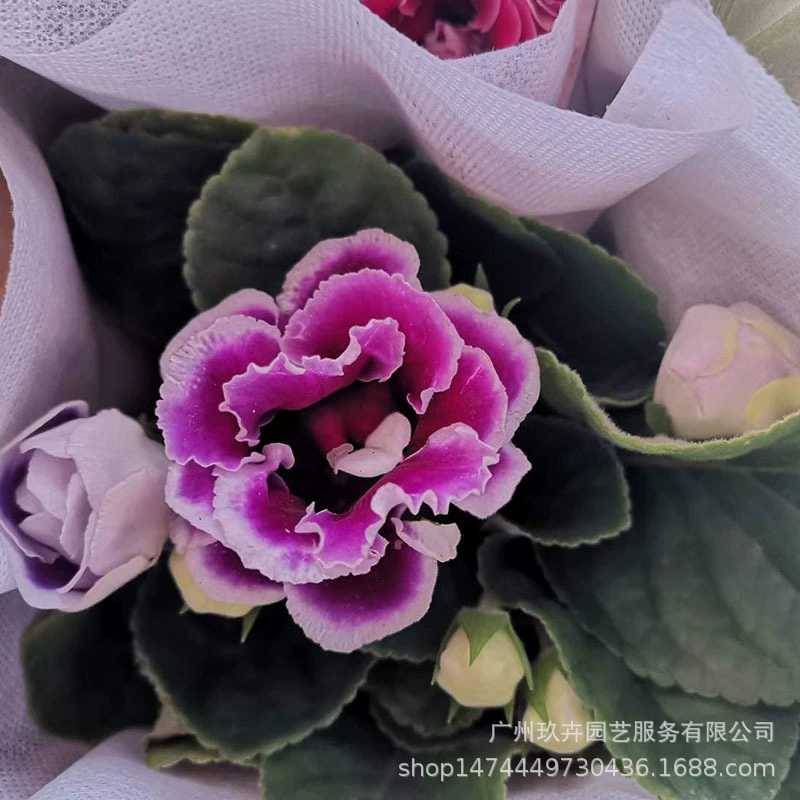 Большой рок Тунг цветок просмотр растений маленький горшок Сад Двор зеленые растения гостиная балкон цветок просмотр горшечные растения