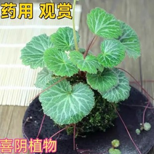 ���������� ��z���~�绨�^�p����ֲ���ϻ���ʯ��ș��ֲ������X