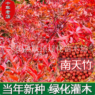 New Seeds of Red Flame Nandina for the Current Year, Easy to Sow, Wholesale Perennial Seeds of Red Nandina
