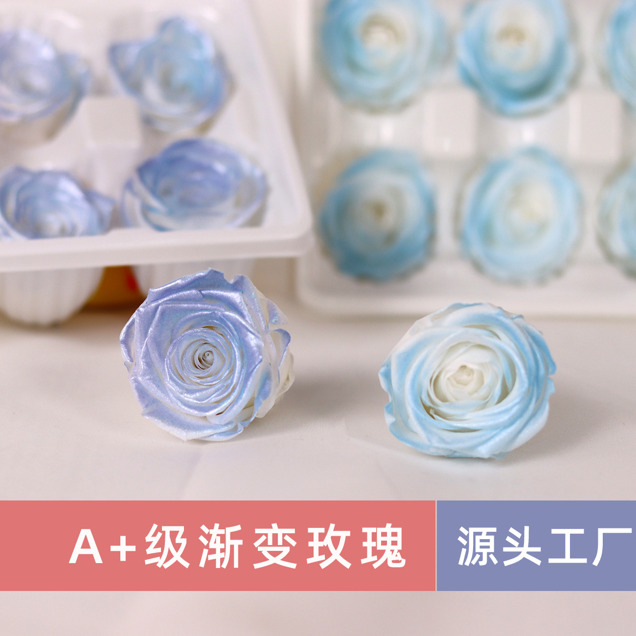 Rosa degradada eterna A+ con efecto degradado de color azul hielo, rosa seca triturada, flor preservada, fabricante de Yunnan, venta al por mayor.