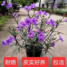 �ϻ����J����ɫ�̨ͥԺ�Gֲ���ܶ�֦�͟��ͺ������L�޸����G��