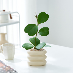 Heart-Leaf Ball Orchid Potted Plant, Indoor Plant, Lover's Gift, Confession, Office Desk, Interesting Green Plant