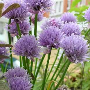 �ļ��׷N�r���[�N���������[���^�pʳ�Ã����̨������ݻ�