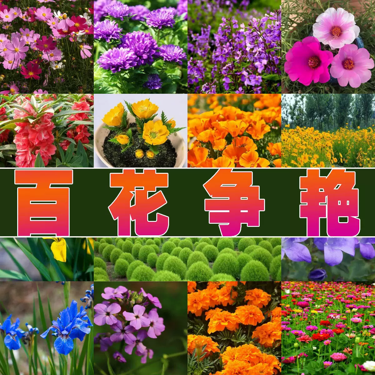 批发花卉种子波斯菊野花组合绿化花籽公园景区观光花种重瓣太阳花