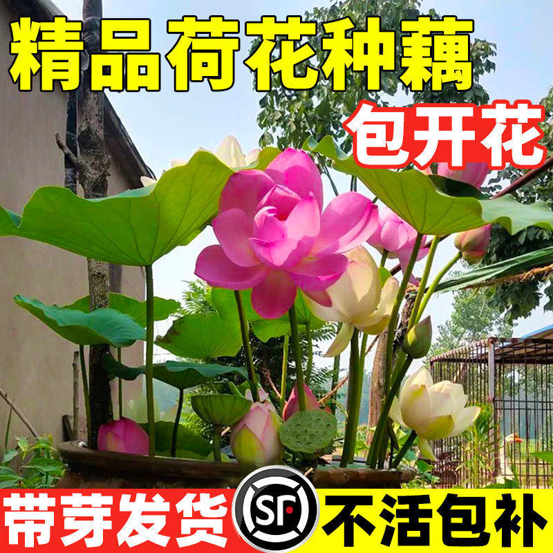 �ɻ��Nź�����^�pˮ�Bɏ������ɏź���������ɏ˯ɏ����ˮ��ֲ��