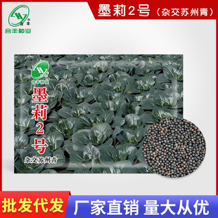����Ʒ��ī��2̖��˷N��20g �s�����~�K����N��С�ײ˷N�����l