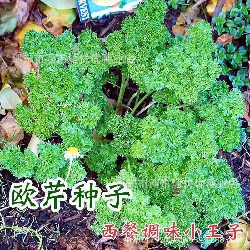 菊花叶欧芹种子原装正品蔬菜种引进改良香芹种子菜园盆栽易种蔬菜