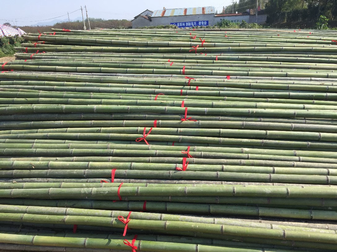 Фабрика прямых продаж с длинным бамбуковым шестом и зеленым бамбуковым портом