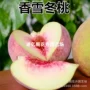 特大品种嫁接桃树苗冬桃