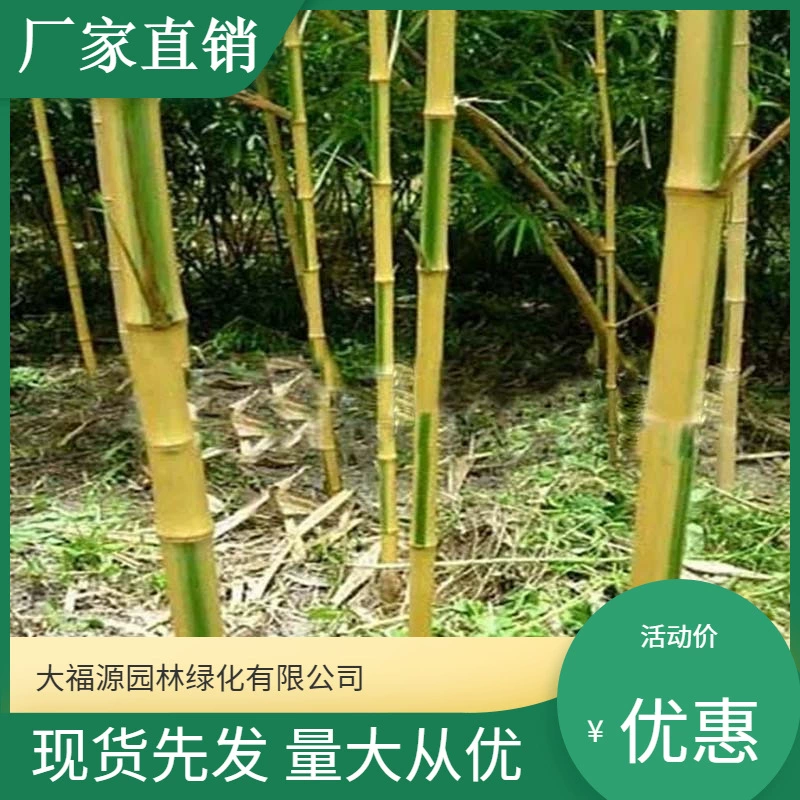 База оптом бамбуковый саженец садовое растение Анжи Цзинь бамбуковый саженец Живописный район озеленение дорога сад инженерное озеленение