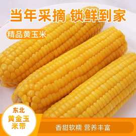 东北黄糯玉米10根真空包装新鲜现摘香粘粘苞米非即食粗粮黏棒子