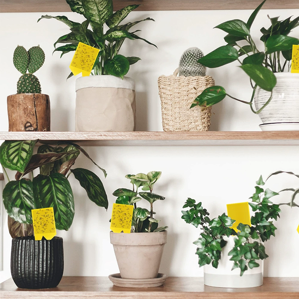 Желтая липкая ловушка для насекомых Amazon, двусторонняя клейкая ловушка для насекомых, необходимая вещь для садоводства.