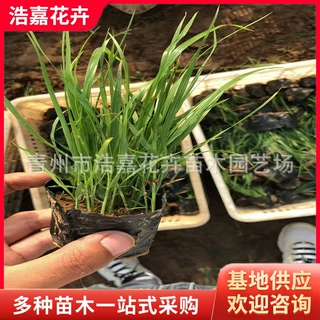 青州基地狼尾草 火焰狼尾草 花海选用 宿根花卉 货源充足