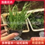 青州花海火焰基地狼尾草