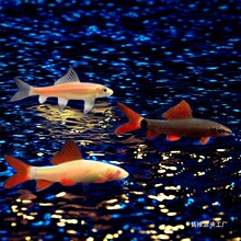 ������~��̦���~�����~�~���坍�����坍�����ͳ���̦������]