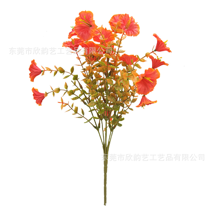 선셋 레드 7 머리 나팔꽃