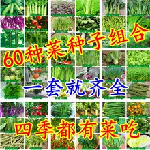 多肉植物种子批 多肉植物种子批品牌 图片 价格 多肉植物种子批批发 阿里巴巴