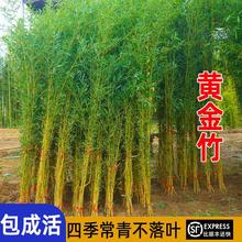 ������S�����_�h��������ͥԺ�ļ������^�p���쾰���Ծ��^������