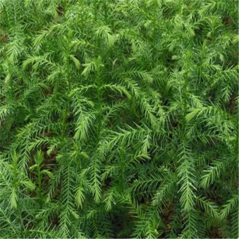 基地直销秃杉树苗珍稀名贵树种正宗台湾杉苗别墅庭院绿化风景苗木