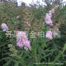 柳叶绣线菊工程苗 播种小苗 鲜切枝 云南柳叶绣线菊树苗