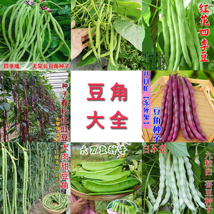 ����ܟo���L���ǷN�� �����L�����߲˷N�Ӿ������ļ���