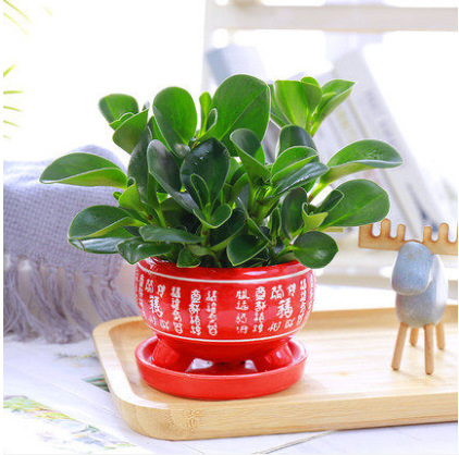 벽옥 [홍푸딩 세라믹 세면대]