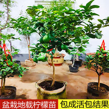 四季香水柠檬树苗盆栽水果地栽庭院阳台南北方种植当年结果柠檬树