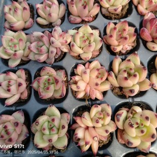 Red Beauty Honey Ebony Series Seedling Tray, Complete Specifications, Succulent Plant Base Direct Sales, Large Quantity, Favorable Price