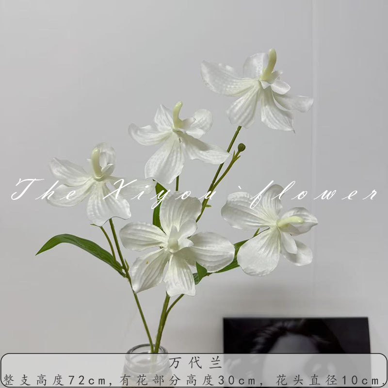 반다이 란 - 화이트
