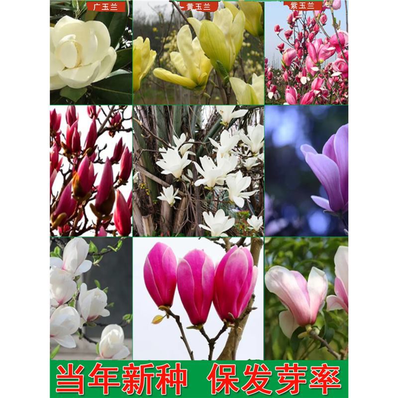 玉兰种子紫玉兰花红玉兰山玉兰广玉兰种子辛夷玉兰树绿化苗木种子