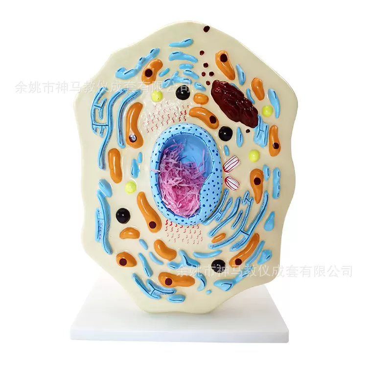 供应SM-M39动物细胞模型厂家直销各类各种生物及医疗模型教学仪器