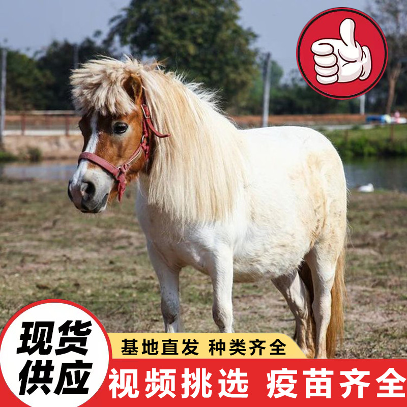 养殖场出售景区骑乘拍照矮马活体 成年袖珍矮脚马价格 国产小矮马