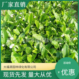 苗木基地供应 水生植物  泽泻 净化水质 泽泻苗 水生植物泽泻