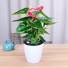 Red palm flower potted Palm Palm white palm flower indoor hydroponic cultivation four seasons flowers and plant green plants