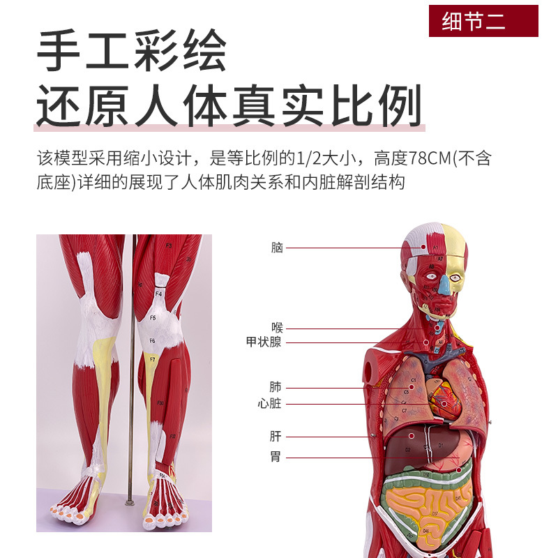 ����ȫ��������ʸ�����ģ�� �ظ�ǻ��������ģ�� 80CM������ģ��