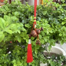 �����ד��ϗ�ľ��������ԭ���B�ד���ľ���J܇��耳׿ے�����l