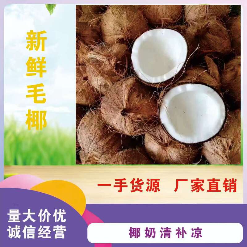 Small Quantity Wholesale of Authentic Hainan Old Coconut, Fresh Coconut, Seasonal Fruit for Pregnant Women, Fragrant Coconut Milk, Squeezed Coconut Juice for Soup