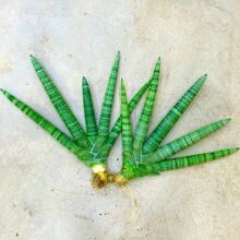 �W�t���ֻ�Ƥ�m����С�Ϙ���ؔ�M�Ͽ��҃����辰���B�׻��k���[��